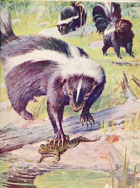 Skunks are predators, mostly carnivorous but not totally. They can be a problem in a garden.